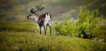 Defining Sustainability