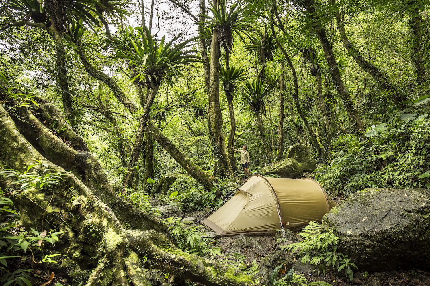 camping tent set up in a forest